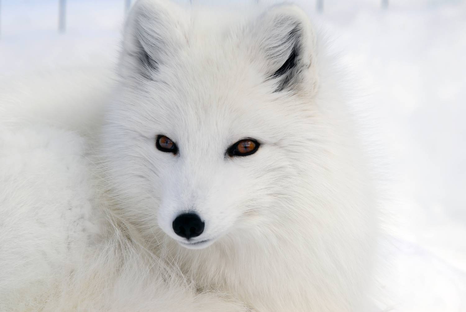翘舌的白色北极狐图片
